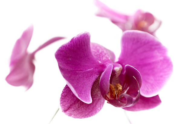 istock Purple orchid on white 120275145