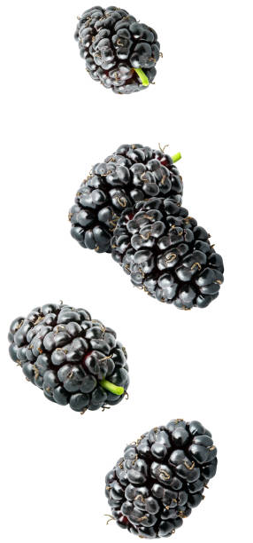 istock Isolated berries. Falling mulberry fruits isolated on white background with clipping path 1202751762