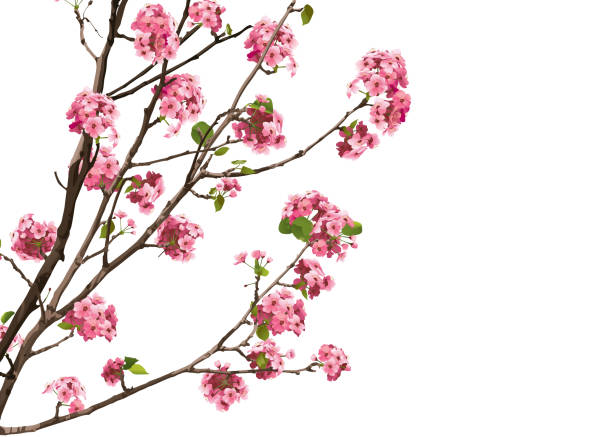 rosa sakura kirschblüten mit kopie randraum, vektor-illustration - apfelbluete stock-grafiken, -clipart, -cartoons und -symbole