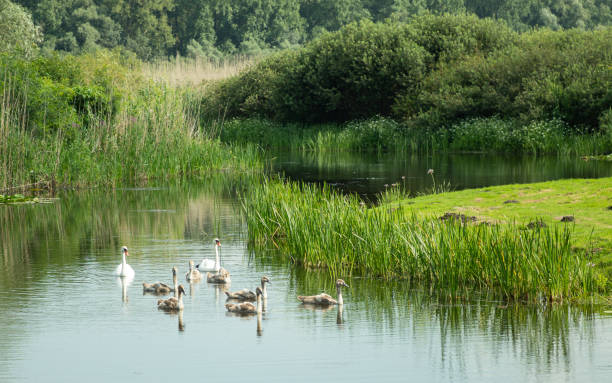 istock Swans in lake 1202752250