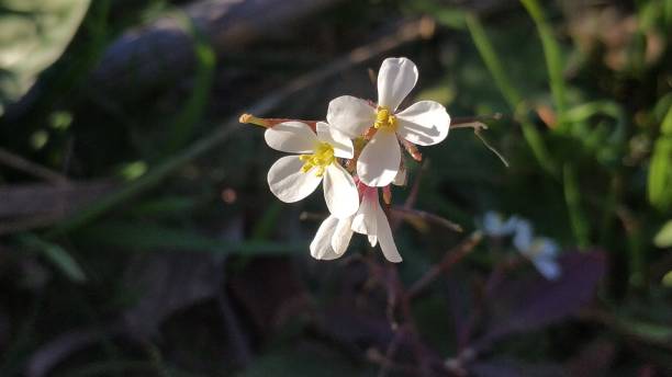 istock flora and flowering Cieza Murcia 1202752409
