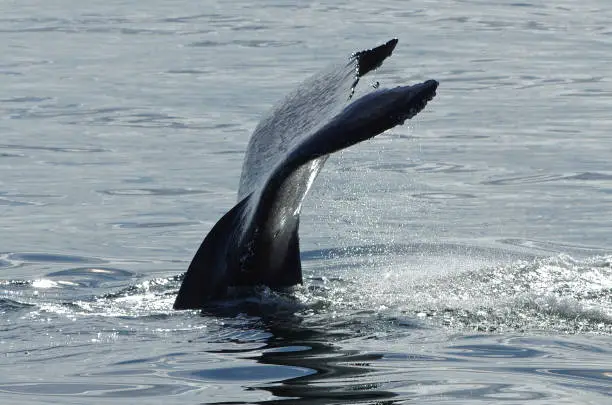 Photo of Humpback whale tail fluke rising out of the ocean side view with skin texture and water running off