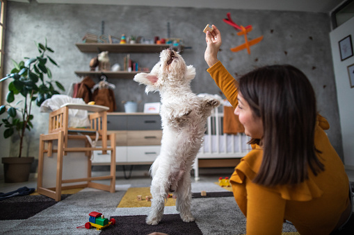 Mid adult woman playing with a dog at home on the floor,low angle view