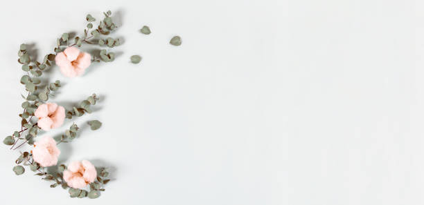 istock Flowers composition - fresh eucalyptus leaves and cotton flowers    on light background, banner. Delicate floral background. Flat lay, top view, copy space 1202754370