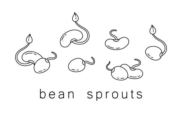 ilustraciones, imágenes clip art, dibujos animados e iconos de stock de conjunto de brotes de frijol icono - green bean isolated food white background