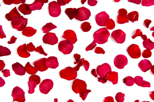 istock close up of red rose petals 1202755343