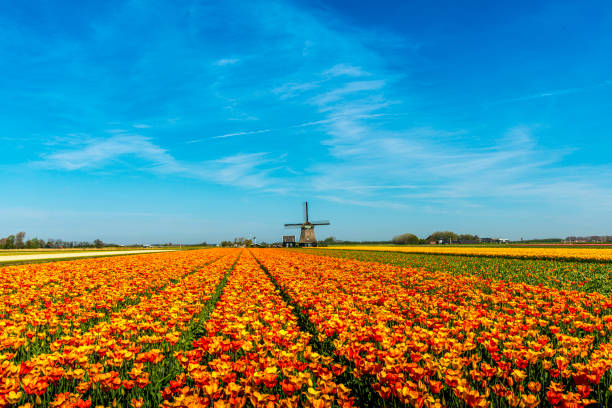 tulipes et moulin à vent, près de schagen, pays-bas - polder windmill space landscape photos et images de collection