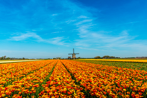 Orange, yellow tulips in front of a typical Dutch windmill.
