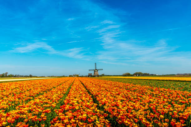 tulipas e moinho de vento, perto de schagen, holanda - polder windmill space landscape - fotografias e filmes do acervo