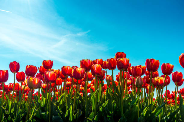 rote tulpen im blumenfeld - tulip stock-fotos und bilder