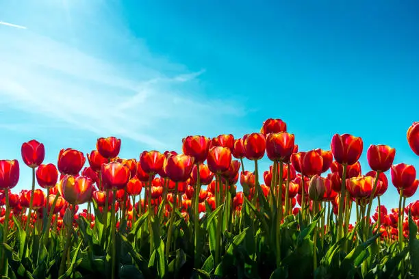 Photo of red tulips in flower field