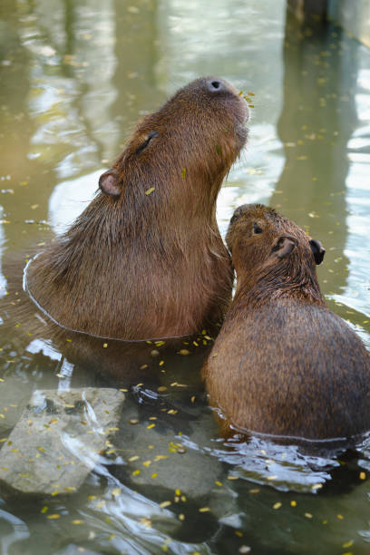 istock Capybara a largest living rodent in the ponds. 1202757246