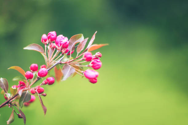 Close up of petals on tree.