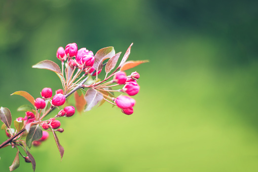 Soft focused bright flowering apple tree branch covered with lot of pink flowers on blurred green background with leaves bokeh. Bright color nature spring design for any purposes with copy space.