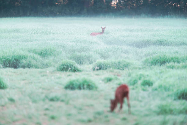 istock Two roe deer in foggy pasture. 1202758647