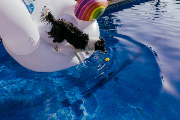 cachorro fofo border collie em pé em um unicórnio de brinquedo inflável na piscina. verão, diversão e estilo de vida ao ar livre - puppy dog toy outdoors - fotografias e filmes do acervo