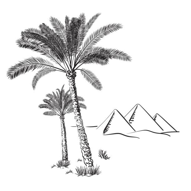 Palm trees and Egypt pyramids in the desert_ Hand drawn vector illustration Palm trees and Egypt pyramids in the desert_Hand drawn vector illustration_ Sketch plateau drawing stock illustrations