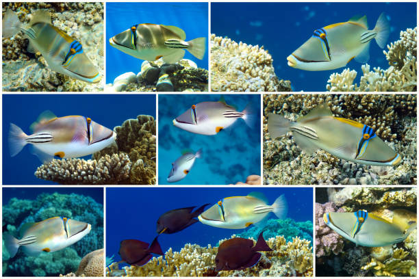 istock Picasso triggerfish or Arabian picassofish (Rhinecanthus assasi) collage set 1202759366