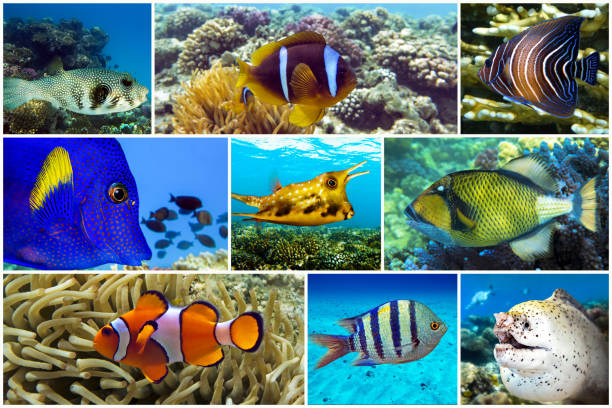 istock Beautiful tropical coral fish, coral - set - collage 1202760046