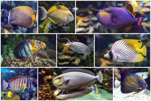 istock Beautiful tropical coral fish, coral - set - collage 1202760157