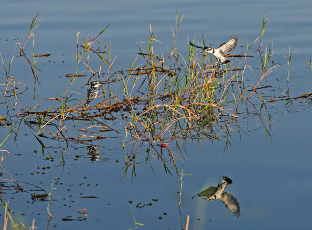 istock Pied kingfisher stood perched on reeds of river marshland 1202760234