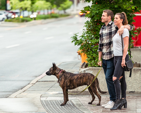A couple waiting at a crosswalk with their cross-breed rescue dog.