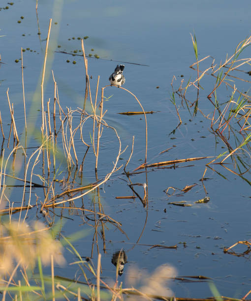 istock Pied kingfisher stood perched on reeds of river marshland 1202760365