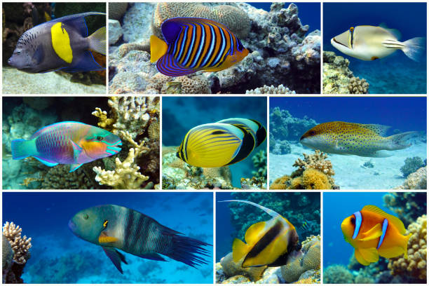 istock Beautiful tropical coral fish, coral - set - collage 1202760367