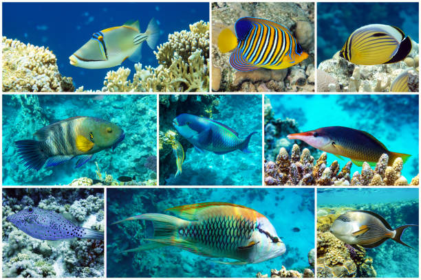 istock Beautiful tropical coral fish, coral - set - collage 1202760417