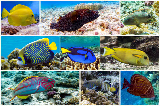 istock Beautiful tropical coral fish, coral - set - collage 1202760445