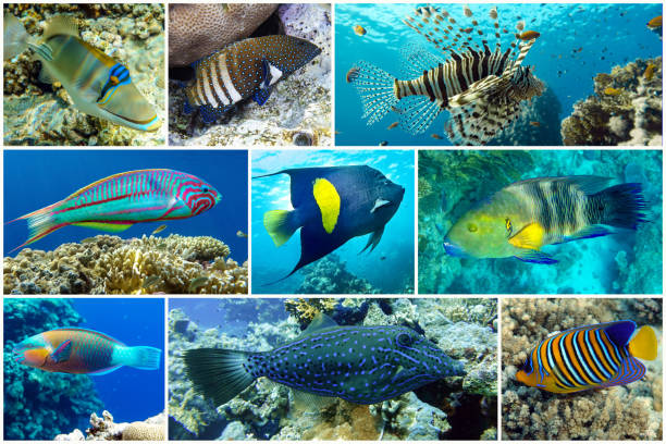 istock Beautiful tropical coral fish, coral - set - collage 1202760456