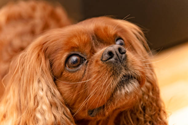 istock Cavalier King Charles Spaniel dog looks at his master 1202762640