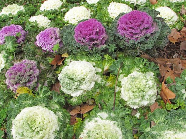 istock Colorful hortences - 8692 1202763792