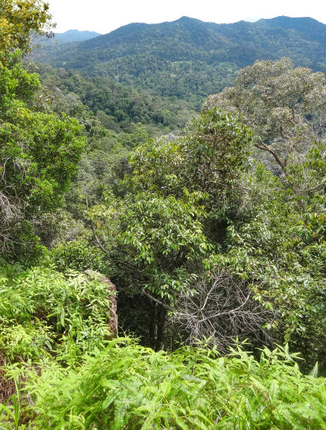 istock around Taman Negara in Malaysia 1202764070