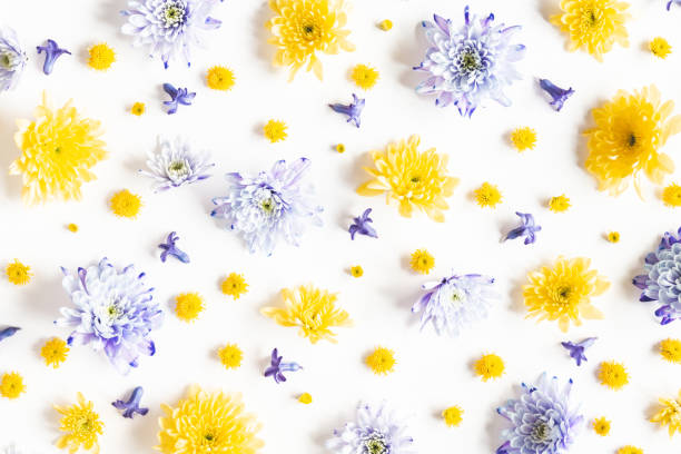 istock Flowers composition. Pattern made of chrysanthemum flowers on white background. Flat lay, top view 1202764378