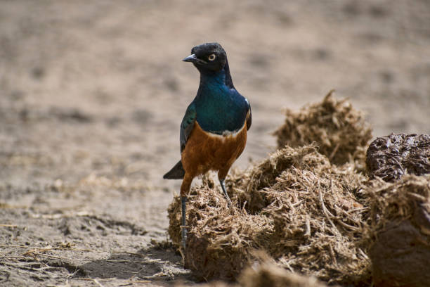 superb starling looking for food in some manure in tanzania, africa stock photo