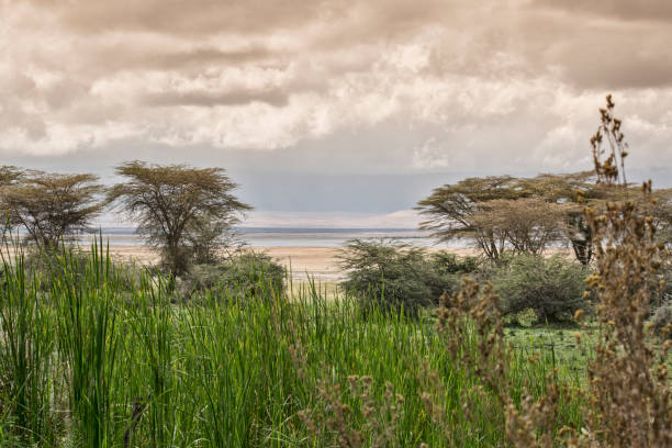 beautiful scenery in the evening at ngorongoro crater in tanzania, africa. stock photo