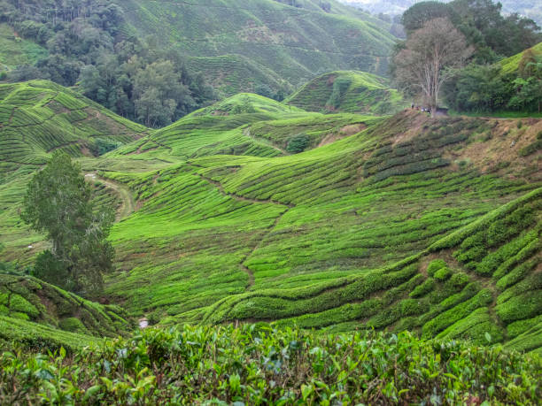 istock Tea plantation in Malaysia 1202766881