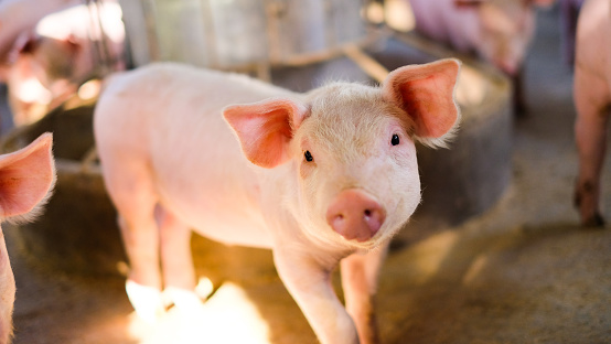 Close-up of pictures of a cute pig, a farm in Thailand, the backdrop of a food trough, with sun light and in the animal raising industry.