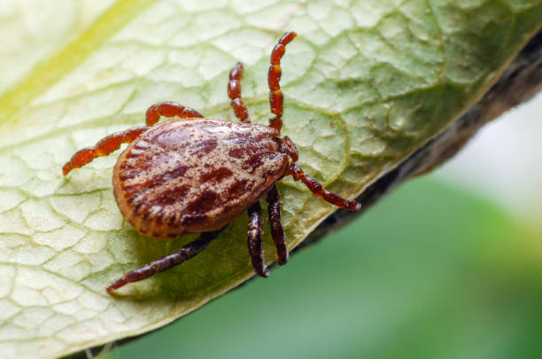 istock A dangerous parasite and infection carrier mite sitting on a green leaf 1202767514