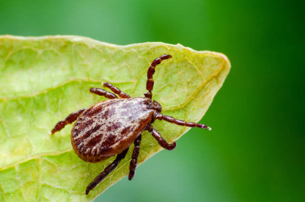 istock A dangerous parasite and infection carrier mite sitting on a green leaf 1202767515