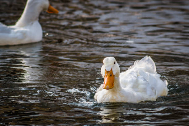 istock white duck swims in a pond, close-up 1202768125