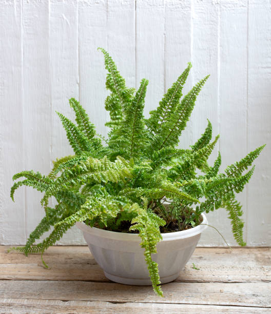 istock Leaves of fern on a white background. Macro 1202768151