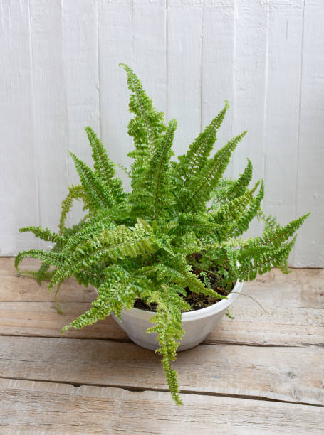 istock Leaves of fern on a white background. Macro 1202768152