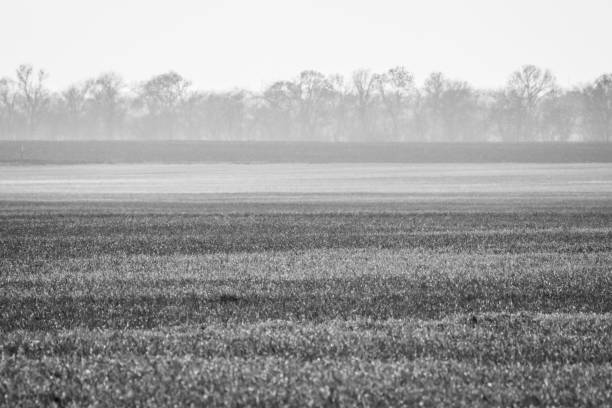 istock field with young wheat and fog over the field 1202768310