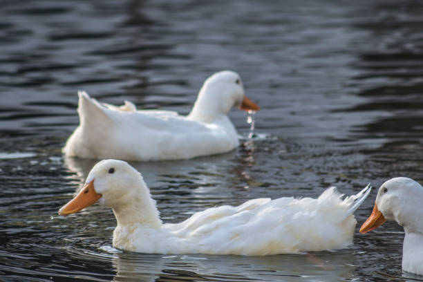istock white duck swims in a pond, close-up 1202768447