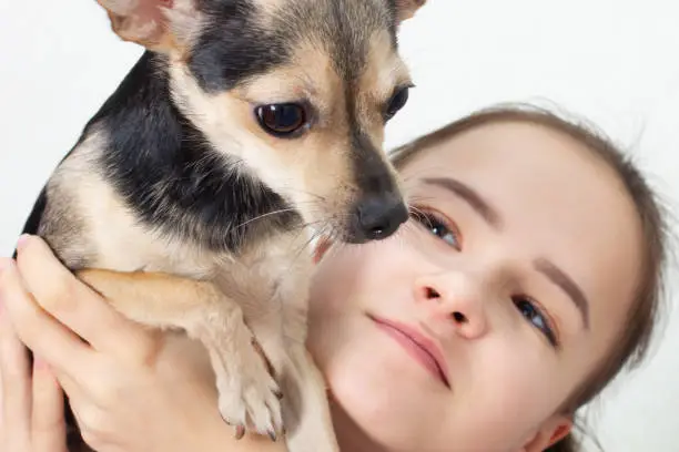 Photo of Dog toy terrier hugs and kisses the mistress