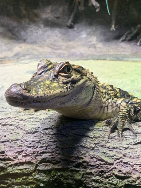istock Side view of a baby alligator 1202768549