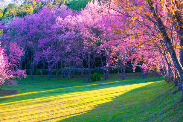 istock The cherry blossoms in the garden bloom beautifully in spring 1202768731