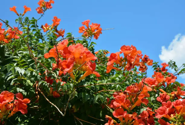 Trumpet vine flowers blooming. Campsis radicans, trumpet vine or trumpet creeper, also known as cow itch vine or hummingbird vine